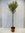 Olivenbaum"Olea europea" Hochstamm mit breiter Krone 180 cm