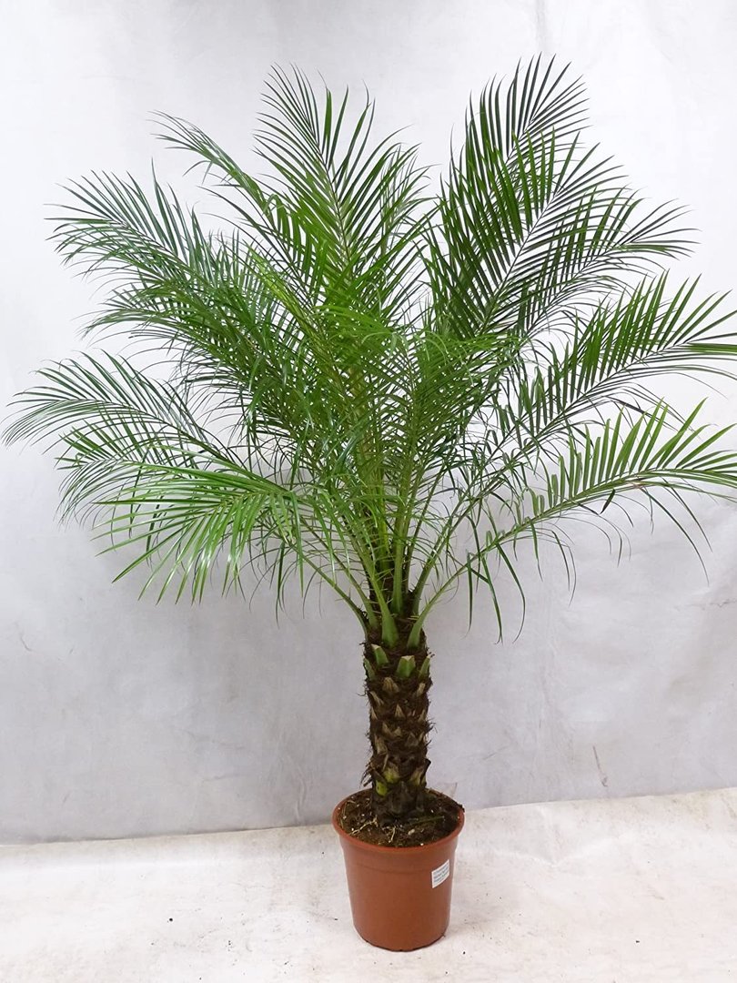 phoenix roebelenii zwerg-dattelpalme 170 cm / 50 cm stamm/zimmerpalme palme