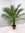 Phoenix roebelenii Zwerg-Dattelpalme 170 cm / 50 cm Stamm/Zimmerpalme Palme