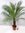 Phoenix roebelenii Zwerg-Dattelpalme 170 cm / 50 cm Stamm/Zimmerpalme Palme