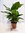 Banane - Musa Dwarf cavendish 110 cm - Zimmerbanane Zimmerpflanze