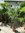 Winterharte Palme - Trachycarpus fortunei - 190 cm - Stamm 40 cm
