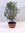 Olea europea Olivenbaum - BUSCH/STRAUCH 80/90 cm mit Früchten/Dekoschale
