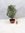 Olea europea Olivenbaum - BUSCH/STRAUCH 80/90 cm mit Früchten/Dekoschale