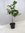 Citrus aurantifolia / Echter Limettenbaum / 150 cm