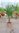 Trachycarpus fortunei 100/120 cm/Stamm 20/30 cm / -17°C/Chin. Hanfpalme