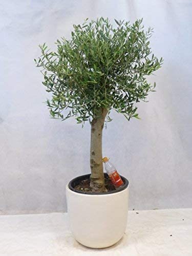 Olivenbaum Olea europea 160 cm - Kugel-Hochstamm - dicker Stamm (Umfang 20/25 cm)
