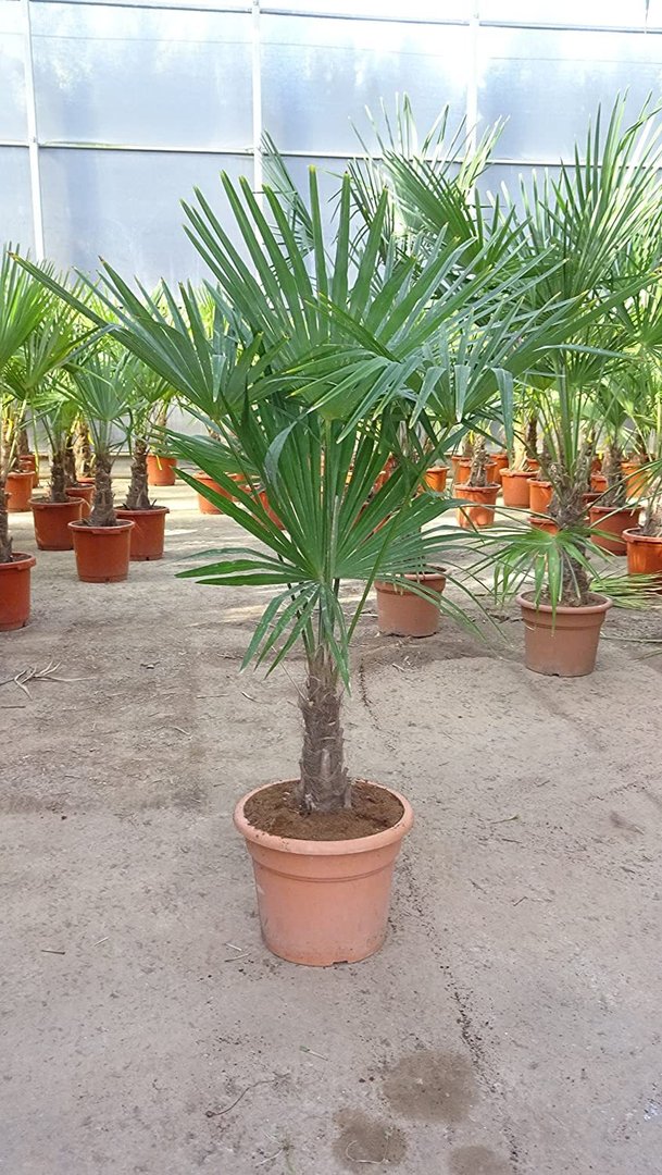 Trachycarpus fortunei 150 cm/Stamm 20/30 cm / -17°C/Chin. Hanfpalme