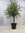 Olivenbaum Olea europea - 180/200 cm - dicker Stamm 20/25 cm Umfang - Pot 30 ltr.