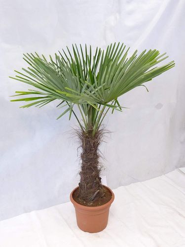 Winterharte Palme - Trachycarpus fortunei 170/190 cm - Stamm 50 cm "Chinesische Hanfpalme" -17°C