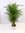 Goldfruchtpalme 150 cm - Areca Palme - // Zimmerpflanze Zimmerpalme //
