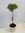 Olivenbaum"Olea europea" Hochstamm 100 cm
