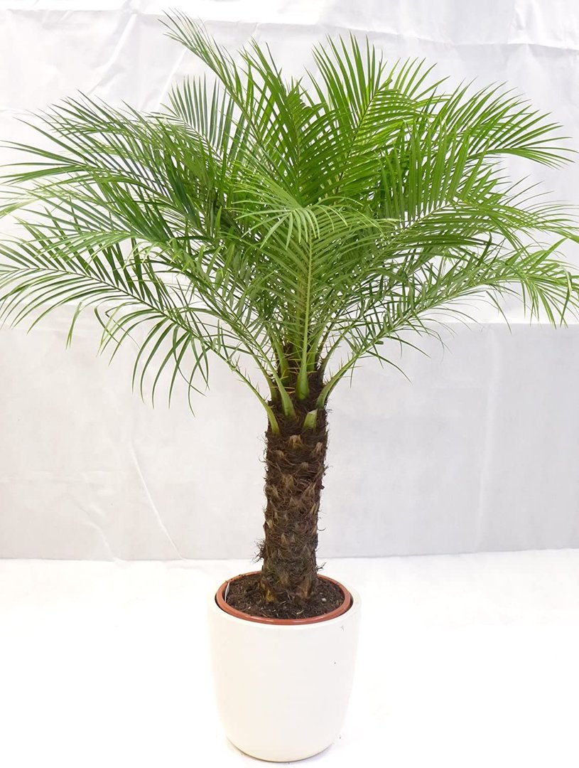 Phoenix roebelenii 150 cm - dicker Stamm 40 cm, Zwergdattelpalme // Zimmerpalme Zimmerpflanze