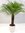 Phoenix roebelenii 150 cm - dicker Stamm 40 cm, Zwergdattelpalme // Zimmerpalme Zimmerpflanze