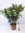 XXL Oleander - Busch - zweifarbig - 130 cm WEIß/ROSA in einem Topf 32 cm Ø - Nerium oleander - medi