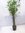 Bambusa ventricosa 170-200 cm - 3er Tuff -  Zimmerbambus, Bambus, Zimmerpflanze