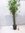 Bambusa ventricosa 170-200 cm - 3er Tuff -  Zimmerbambus, Bambus, Zimmerpflanze