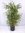 Pseudosasa japonica 140 cm/japanischer Pfeilbambus/winterhart/üppige Premium-Qualität