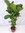 XL Ficus lyrata Hochstamm verzweigt 160 cm - Geigenfeige // Zimmerpflanze