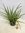 XXL Aloe vera -100 cm- üppige, schwere Qualität - großer 30 cm Pot - Zimmerpflanze