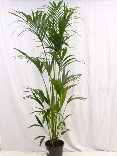 XL Howea forsteriana - Kentia Palme 170 cm // Zimmerpflanze