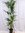 XXL Howea forsteriana - Kentia Palme 200 cm - 5 Stämme // Zimmerpflanze