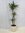Dracaena"White Stripe" - 3er Tuff 160 cm - Drachenbaum/Zimmerpflanze