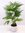 Livistonia chinensis -"chinesische Schirmpalme" 120 cm/Multistamm/Zimmerpalme