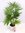 Livistonia chinensis -"chinesische Schirmpalme" 120 cm/Multistamm/Zimmerpalme