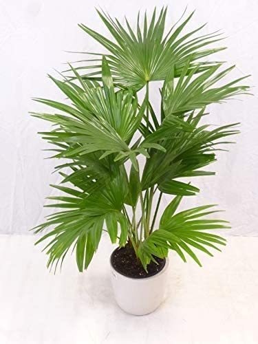 Livistonia rotundifolia-"Rundblättrige Schirmpalme" 80/90 cm/Zimmerpalme