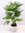 Livistonia rotundifolia-"Rundblättrige Schirmpalme" 80/90 cm/Zimmerpalme