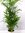 Chamaedorea Seifrizii 140 cm - Topf 21 Ø cm/Bambuspalme/seltene Zimmerpflanze