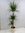 XL Dracaena marginata 160 cm / 3er(!) Tuff // Drachenbaum