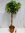 XXL Schefflera arb. Gold Capella 160 cm - Hochstamm geflochten - Strahlenaralie/Zimmerpflanze