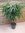 XL Ficus bin. Alii -Hochstamm geflochten - 130 cm - Zimmerpflanze ähnlich Benjamini