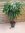 XL Ficus bin. Alii -Hochstamm geflochten - 130 cm - Zimmerpflanze ähnlich Benjamini