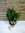 XL Sansevieria trifasciata moonshine 80 cm - Pot 24 cm Ø - Bogenhanf - Schwiegermutterzunge/Zim