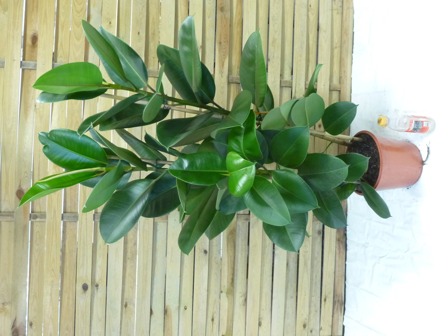 XL Gummibaum - Ficus elastica"robusta" 130 cm - 2er Tuff // Zimmerpflanze