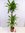 Dracaena fra. massangeana 180/190 cm - Drachenbaum - 3er Tuff // Zimmerpflanze