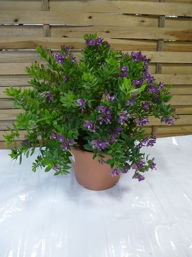 XL Polygala myrtifolia - Kreuzblume - 50 cm - Kugel mediterrane Pflanze // Dauerblüher