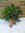 XL Polygala myrtifolia - Kreuzblume - 60 cm - Kugel mediterrane Pflanze // Dauerblüher