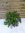 XL Polygala myrtifolia - Kreuzblume - 60 cm - Kugel mediterrane Pflanze // Dauerblüher