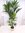 XXL Howea forsteriana - Kentia Palme - 200/220 cm // Zimmerpflanze