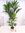 XXL Howea forsteriana - Kentia Palme - 200/220 cm // Zimmerpflanze