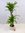 XL Dracaena fra. massangeana 140 cm - 3er Tuff/Drachenbaum/pflegeleichte Zimmerpflanze