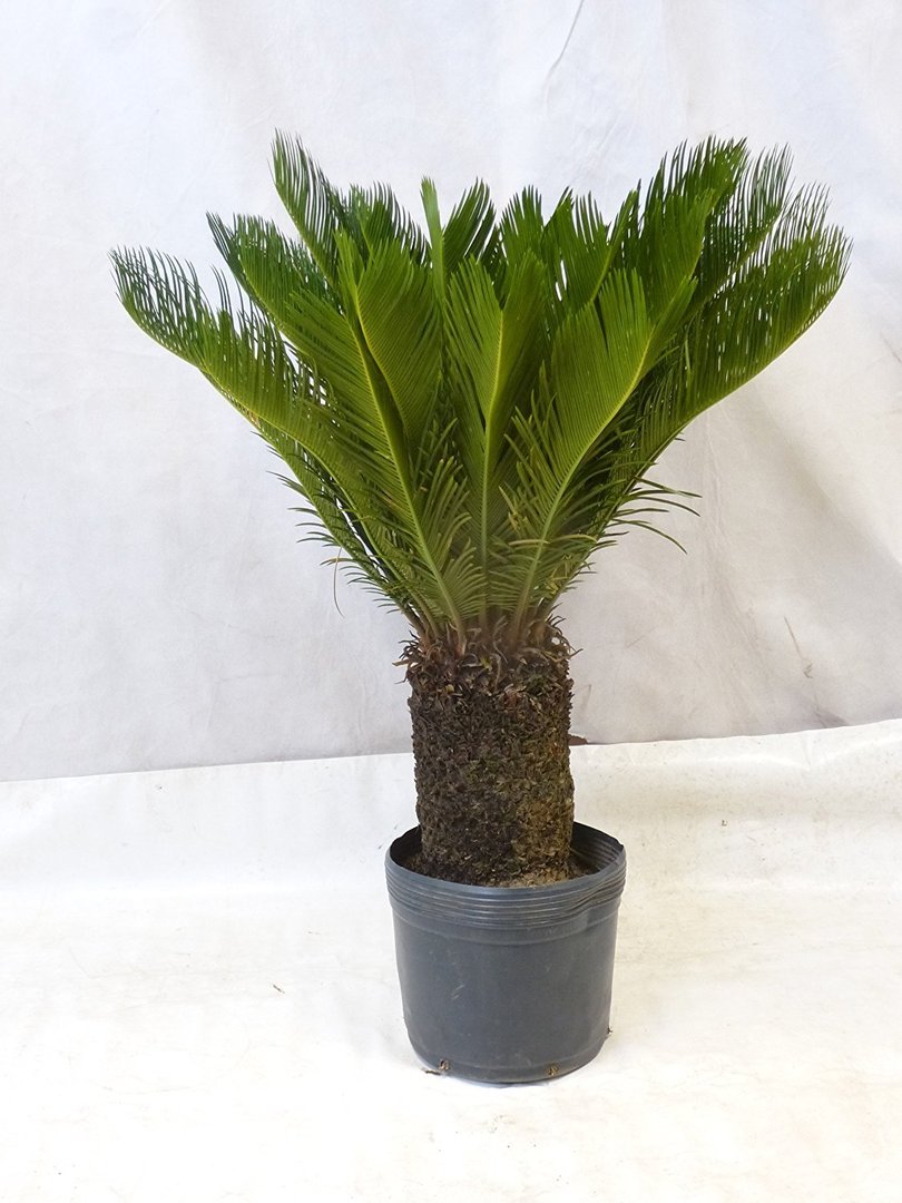 Cycas revoluta - 120 cm - Stamm 40 cm - Sagopalme / Palmfarn
