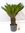 Cycas revoluta - 120 cm - Stamm 40 cm - Sagopalme / Palmfarn