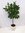 Ficus cyathistipula Hochstamm 150 cm -"Afrikanischer Feigenbaum" - Zimmerpflanze ähnl. F. benjamini