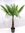 Winterharte Palme - Trachycarpus fortunei 180/200 cm - Stamm 40/50 cm//-17°C