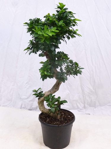 XL Ficus microcarpa GINSENG 80 cm - // Zimmerpflanze BONSAI